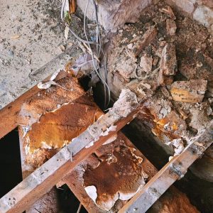 DryRot-WhatsApp Image 2024-10-18 at 10.22.49