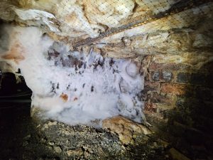 DryRot-WhatsApp Image 2024-10-18 at 10.26.02 (1)