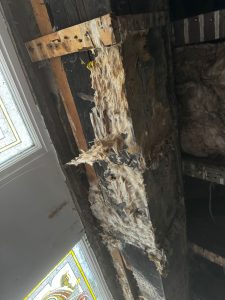 Dryrot-WhatsApp Image 2024-10-18 at 10.27.59