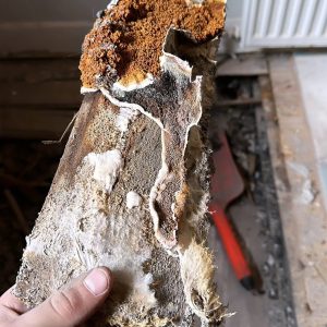 Dryrot-WhatsApp Image 2024-10-18 at 10.32.56 (1)