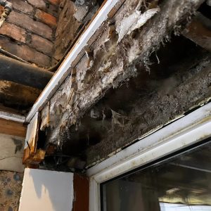 Dryrot-WhatsApp Image 2024-10-18 at 10.32.56 (3)