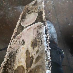 Dryrot-WhatsApp Image 2024-10-18 at 10.32.57 (1)